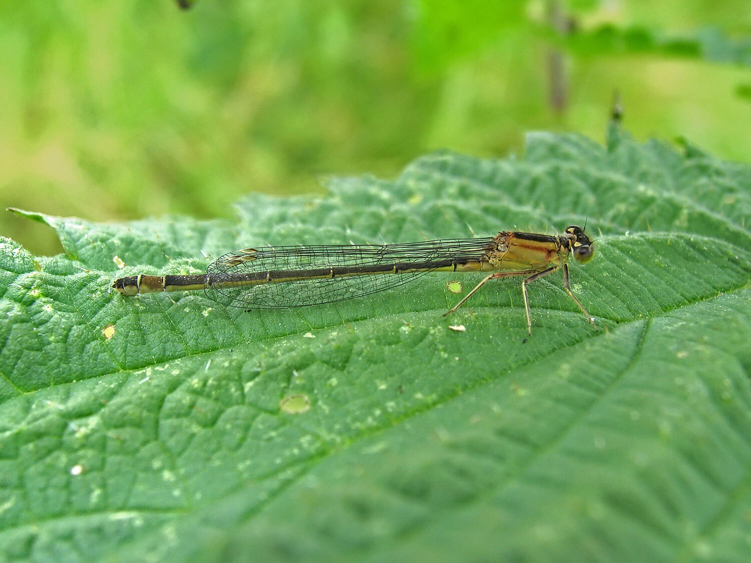 Female Blue-tailed Damselfly (rufescens-obsoleta form) by David Kitching